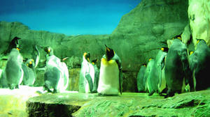 pengin.jpg