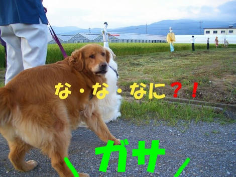 96002350.jpeg