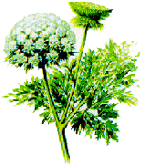 carrot1e.gif