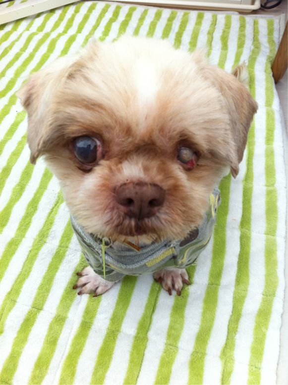 ファム君のおメメ事情 犬小屋滞在記