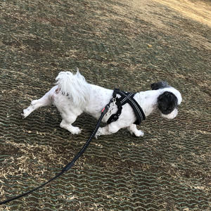 何故 公園ではボール遊びが多いのか 犬小屋滞在記
