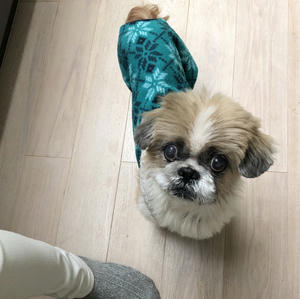 すっかり 犬小屋滞在記