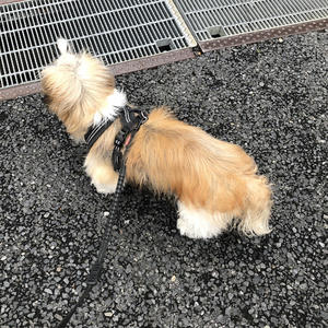 チャームポイント 犬小屋滞在記