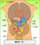 ジーコ体内メーカー