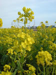 DSC00002.JPG