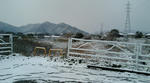 雪降りました