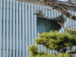 こんな所に鳩三郎が!?