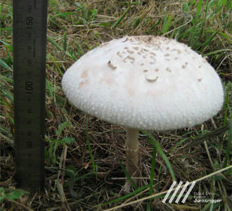 15cm弱ってとこ？