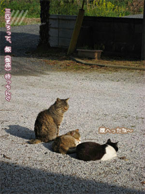 真ん中のが未だ雌雄未確認…。
