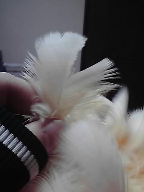 P1000117.JPG