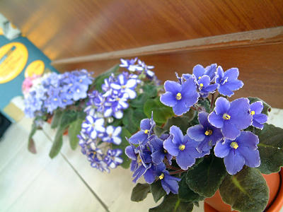 african_violet_01x.jpg