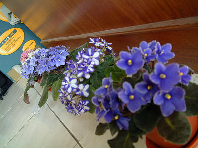 african_violet_02x.jpg