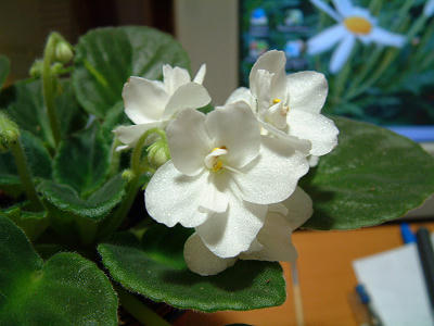 african_violet_03x.jpg