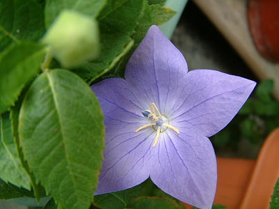 balloon_flower_03x.jpg