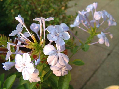 blue_leadwort_01x.jpg