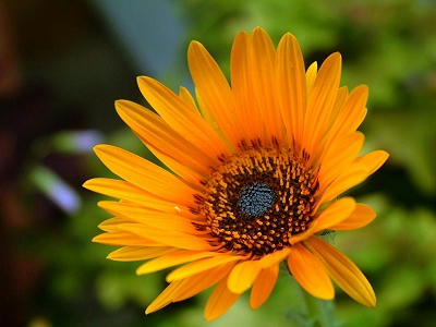cape_daisy_01x.jpg