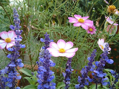 common_cosmos_01x.jpg