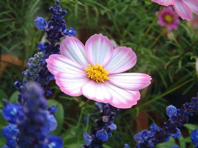 common_cosmos_02x.jpg
