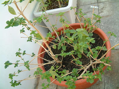 common_lantana_02x.jpg