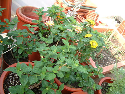 common_lantana_03x.jpg