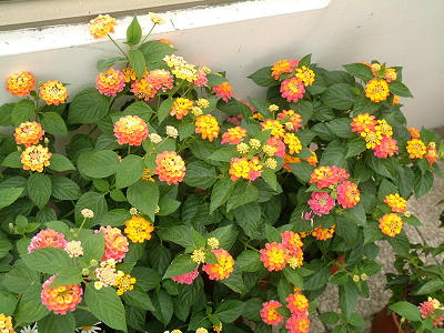common_lantana_04x.jpg
