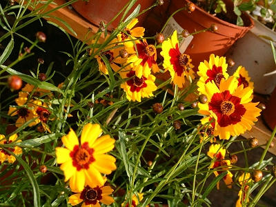 coreopsis_01x.jpg