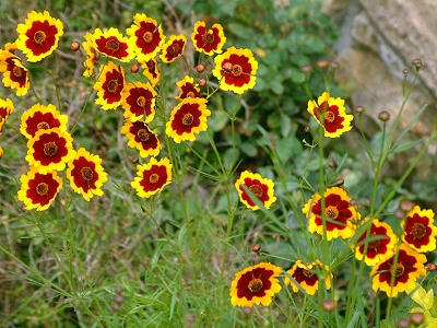 coreopsis_02x.jpg