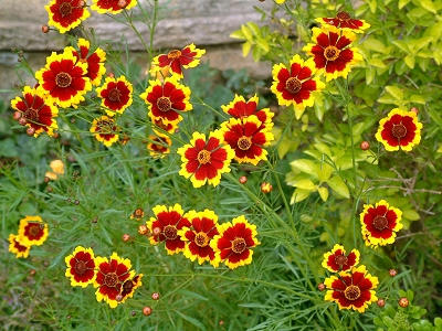 coreopsis_03x.jpg