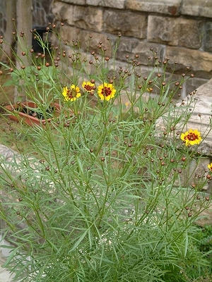 coreopsis_04x.jpg