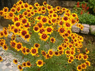 coreopsis_05x.jpg