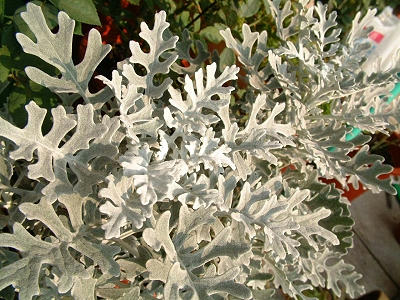dusty_miller_01x.jpg