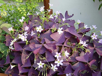 flower_A_01x.jpg
