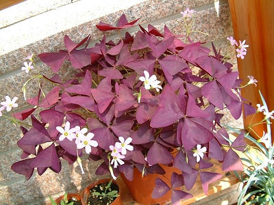 flower_A_02x.jpg