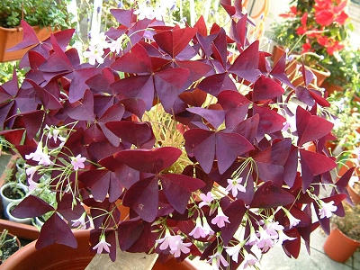 flower_A_03x.jpg