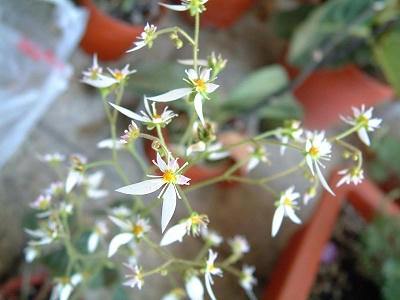 saxifraga_01x.jpg