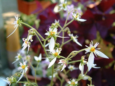 saxifraga_02x.jpg