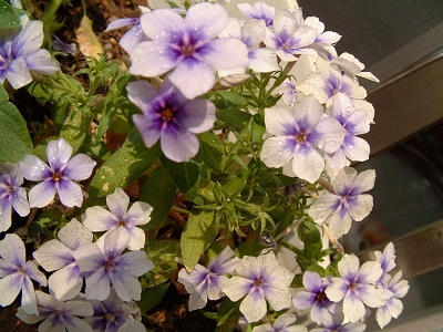 phlox_01x.jpg
