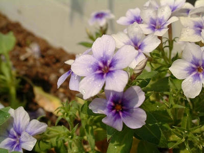 phlox_02x.jpg