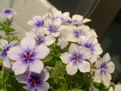 phlox_03x.jpg