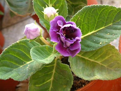 gloxinia_01x.jpg