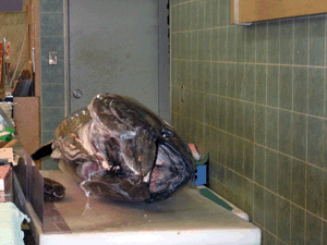 e200710-0007.gif