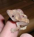 gekko2.JPG