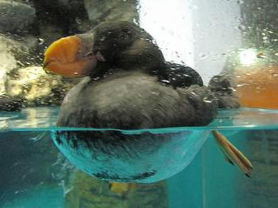 etopirica01.JPG