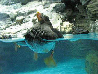 etopirica02.JPG