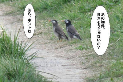 mukudori01.JPG
