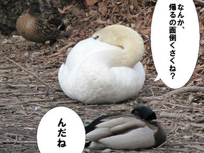 hakuchou03.JPG
