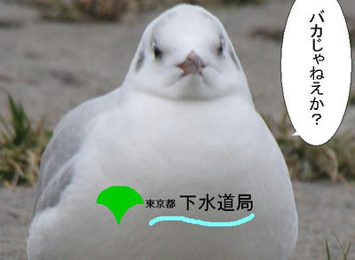 yurikamome01.JPG