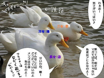 ahiru08.JPG