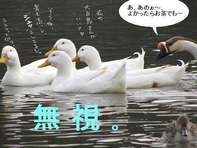 ahiru09.JPG