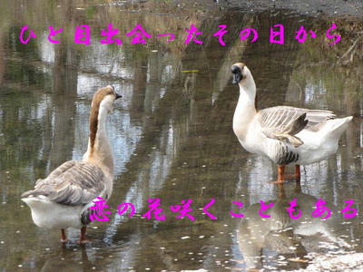 gachou04.JPG